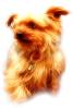Pet Photography