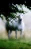 Wildlife