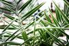 Frosted Palm